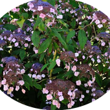 HYDRANGEA ASPERA.HOT CHOCOLATE ®  vaso 24/26