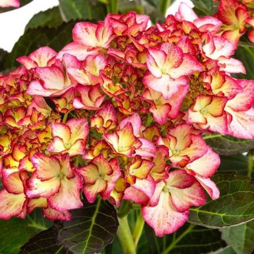 HYDRANGEA MACROPHYLLA ADULA ROSE ® vaso 18