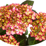 HYDRANGEA MACROPHYLLA ADULA ROSE ® vaso 18