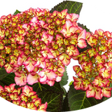 HYDRANGEA MACROPHYLLA ADULA ROSE ® vaso 18