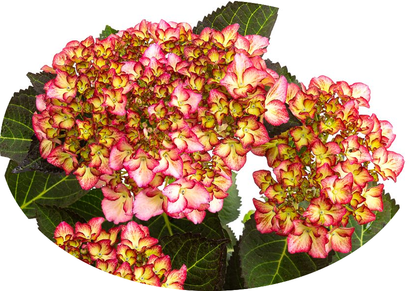 HYDRANGEA MACROPHYLLA ADULA ROSE ® vaso 18