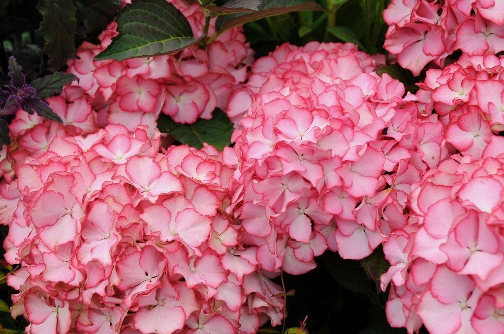 HYDRANGEA MACROPHYLLA ADULA ROSE ® vaso 18