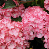 HYDRANGEA MACROPHYLLA ADULA ROSE ® vaso 18