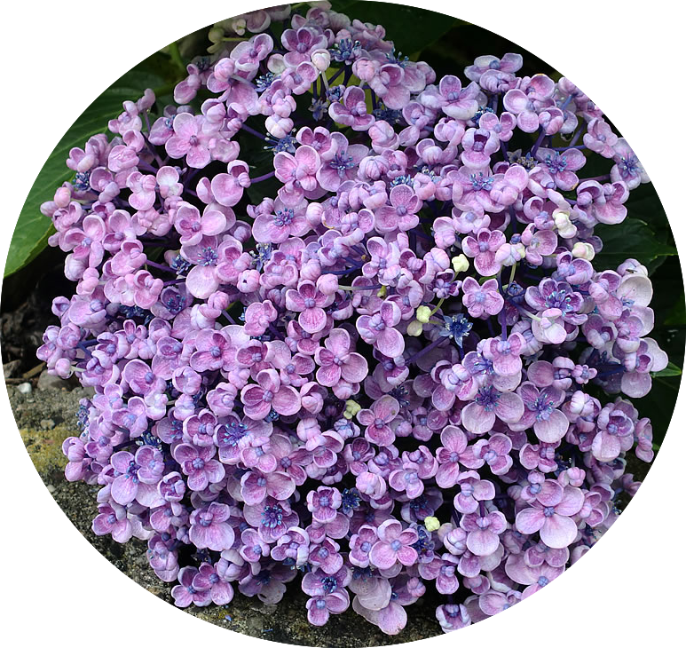 Hydrangea  Mac.  Ayesha vaso 18