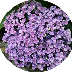 Hydrangea  Mac.  Ayesha vaso 18