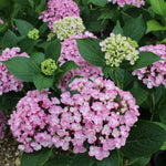 Hydrangea  Mac.  Ayesha vaso 18
