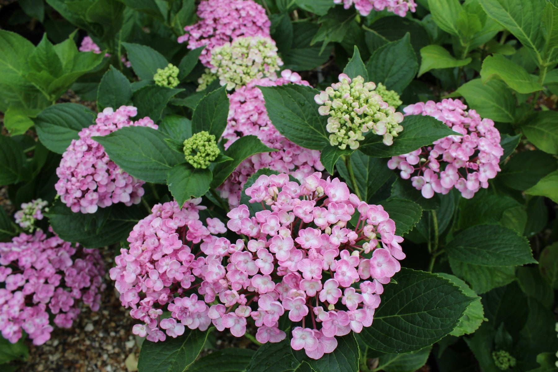 Hydrangea  Mac.  Ayesha vaso 18
