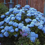 HYDRANGEA MACROPHYLLA G.V.DE VIBRAYE  vaso 18