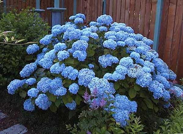 HYDRANGEA MACROPHYLLA G.V.DE VIBRAYE  vaso 18