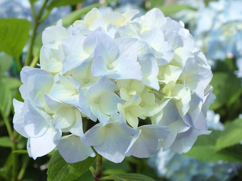 HYDRANGEA MACROPHYLLA G.V.DE VIBRAYE  vaso 18