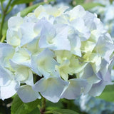 HYDRANGEA MACROPHYLLA G.V.DE VIBRAYE  vaso 18