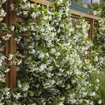 Gelsomino Trachelospermum Jasminoides cm. 140/160