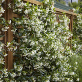 Gelsomino Trachelospermum Jasminoides cm. 140/160