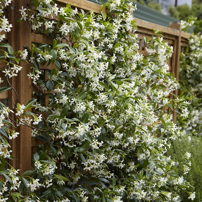 Gelsomino Trachelospermum Jasminoides cm. 140/160