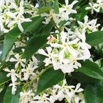 Gelsomino Trachelospermum Jasminoides cm. 140/160