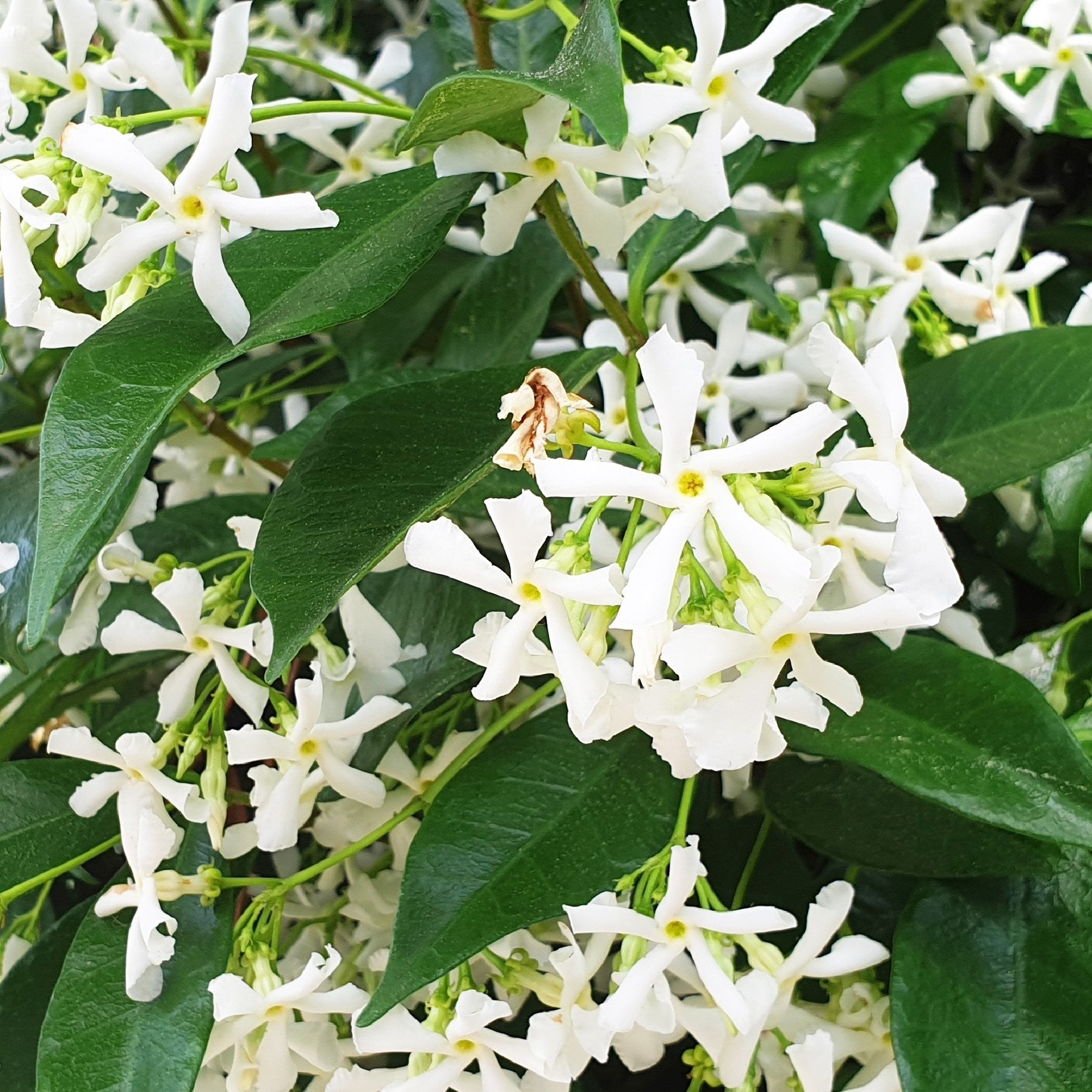 Gelsomino Trachelospermum Jasminoides cm. 140/160