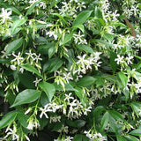Gelsomino Trachelospermum  Jasminoides Winter Ruby cm. 140/160