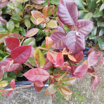 Gelsomino Trachelospermum  Jasminoides Winter Ruby cm. 140/160