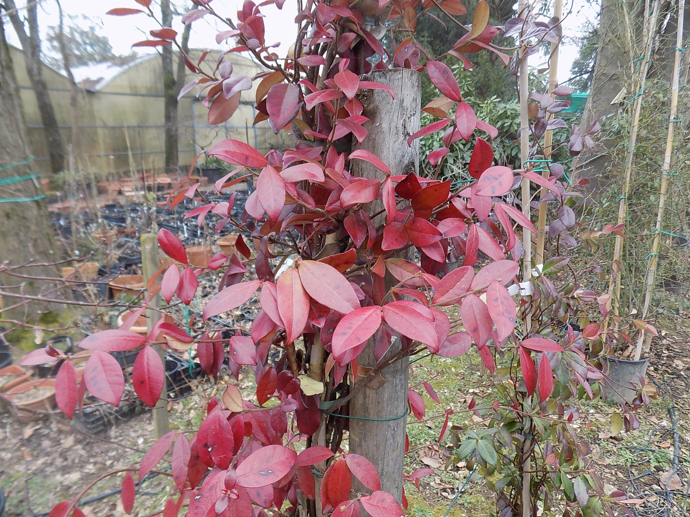 Gelsomino Trachelospermum  Jasminoides Winter Ruby cm. 140/160