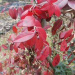 Gelsomino Trachelospermum  Jasminoides Winter Ruby cm. 140/160