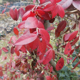 Gelsomino Trachelospermum  Jasminoides Winter Ruby cm. 140/160