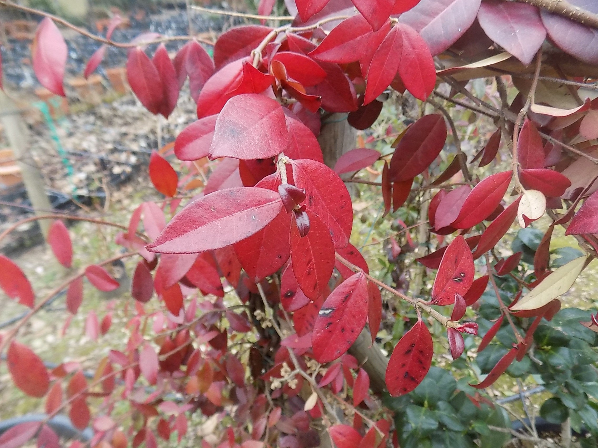 Gelsomino Trachelospermum  Jasminoides Winter Ruby cm. 140/160
