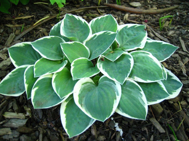 Hosta Country Mouse