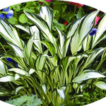 Hosta Fireworks
