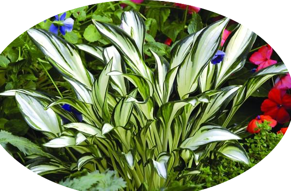 Hosta Fireworks