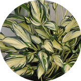 Hosta Fireworks