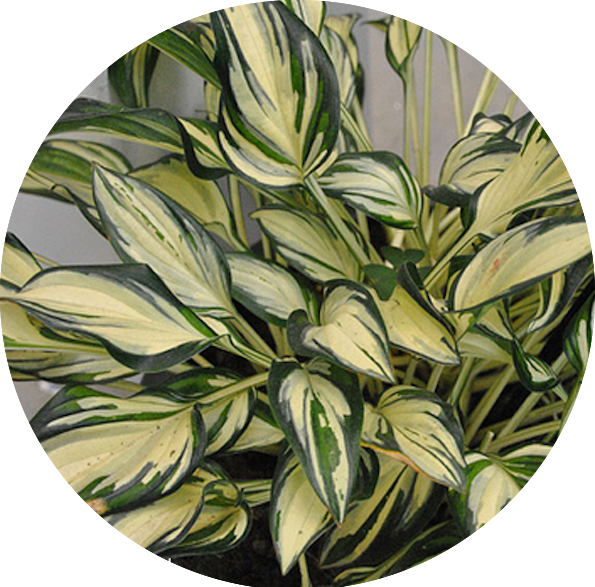 Hosta Fireworks