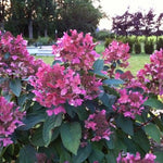 Hydrangea Paniculata Wim's Red®. vaso 18