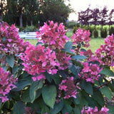 Hydrangea Paniculata Wim's Red®. vaso 18