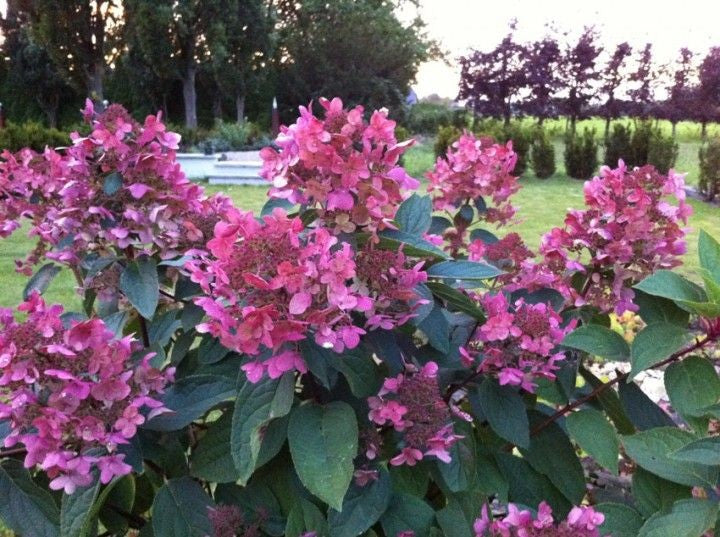 Hydrangea Paniculata Wim's Red®. vaso 18
