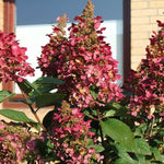 Hydrangea Paniculata Wim's Red®. vaso 18
