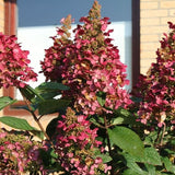 Hydrangea Paniculata Wim's Red®. vaso 18