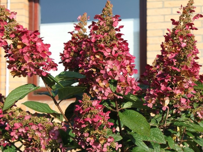 Hydrangea Paniculata Wim's Red®. vaso 18