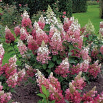 Hydrangea Paniculata Wim's Red®. vaso 18
