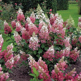 Hydrangea Paniculata Wim's Red®. vaso 18