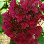 Hydrangea Paniculata Wim's Red®. vaso 18