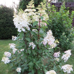 Hydrangea Paniculata Early harry® vaso 18