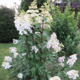 Hydrangea Paniculata Early harry® vaso 18