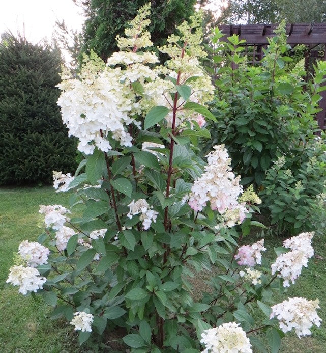 Hydrangea Paniculata Early harry® vaso 18
