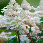 Hydrangea Paniculata Early harry® vaso 18
