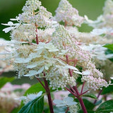 Hydrangea Paniculata Early harry® vaso 18