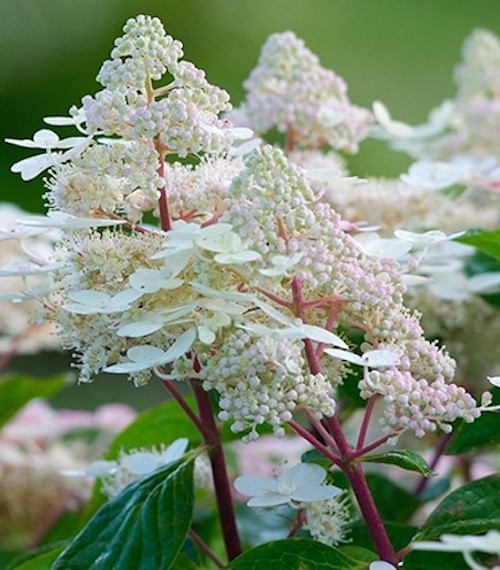 Hydrangea Paniculata Early harry® vaso 18