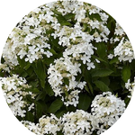 Hydrangea Paniculata Levana® vaso 18