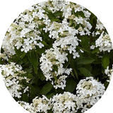 Hydrangea Paniculata Levana® vaso 18