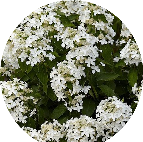 Hydrangea Paniculata Levana® vaso 18