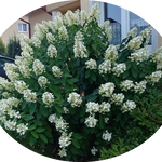 Hydrangea Paniculata Levana® vaso 18